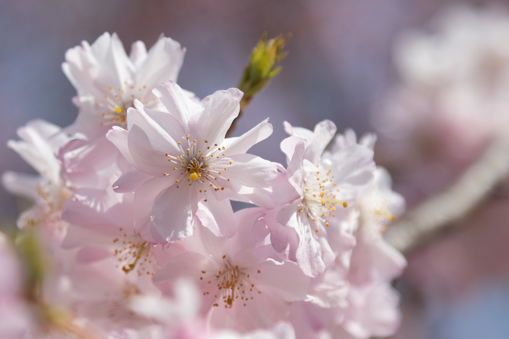 桜　アップ（嵐山）_a0003166_12461484.jpg