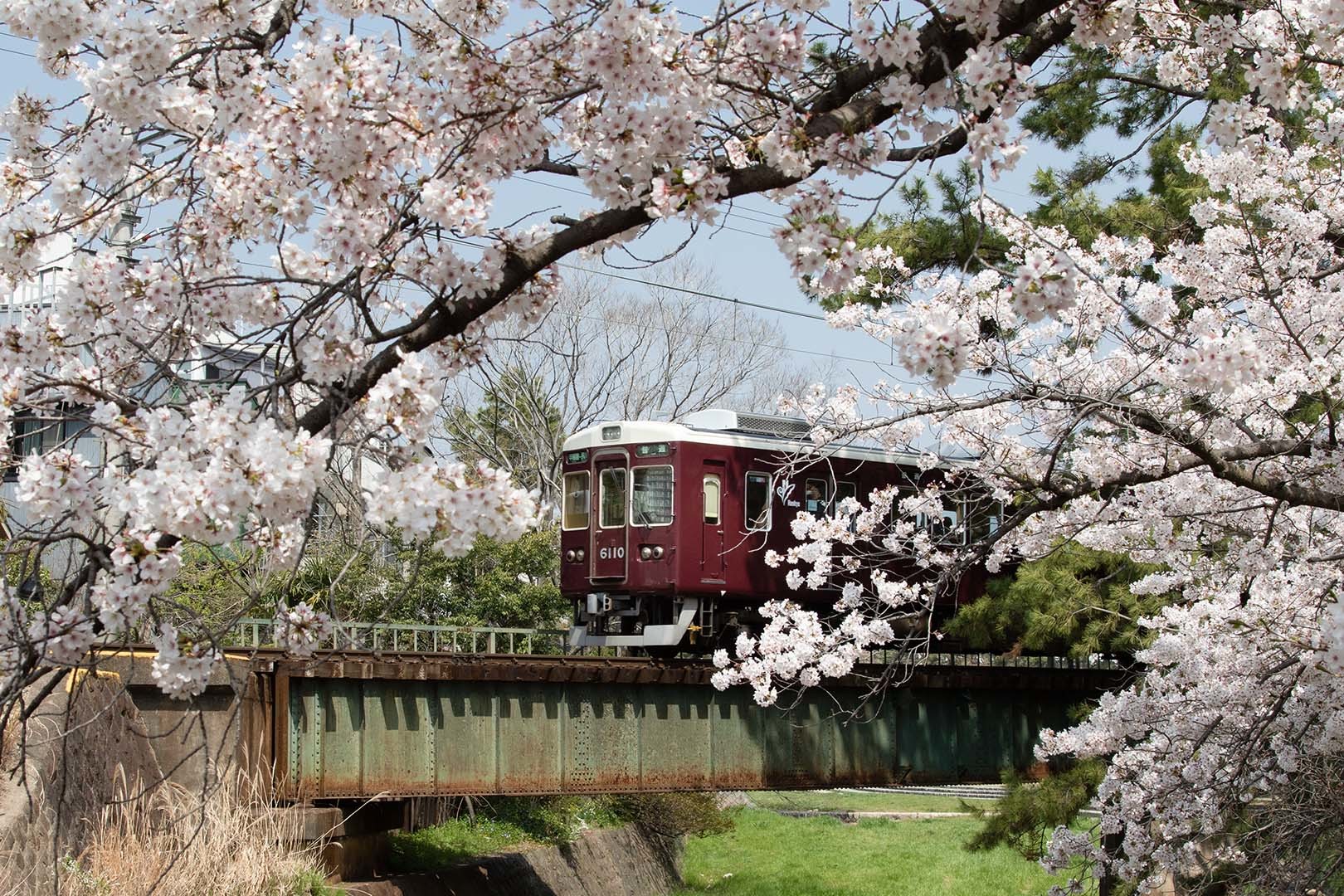 桜 苦楽園口駅近く_a0003166_12521519.jpg