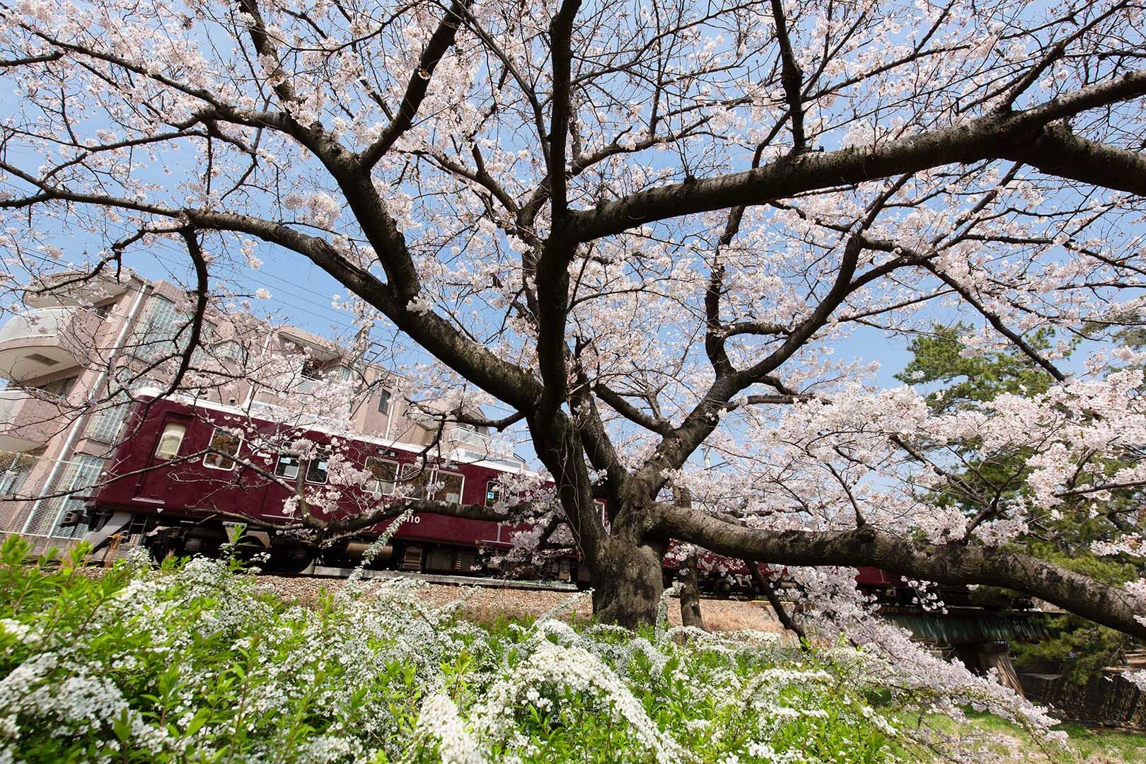桜 苦楽園口駅近く_a0003166_12521529.jpg
