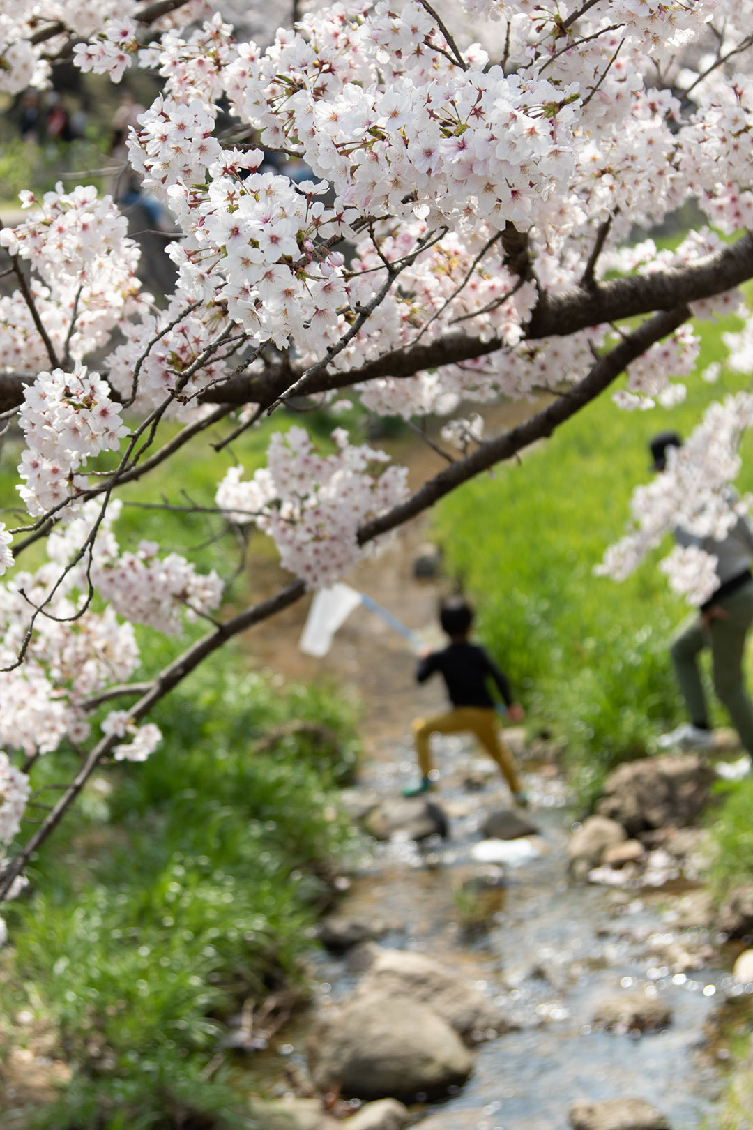 桜 苦楽園口駅近く_a0003166_12521578.jpg