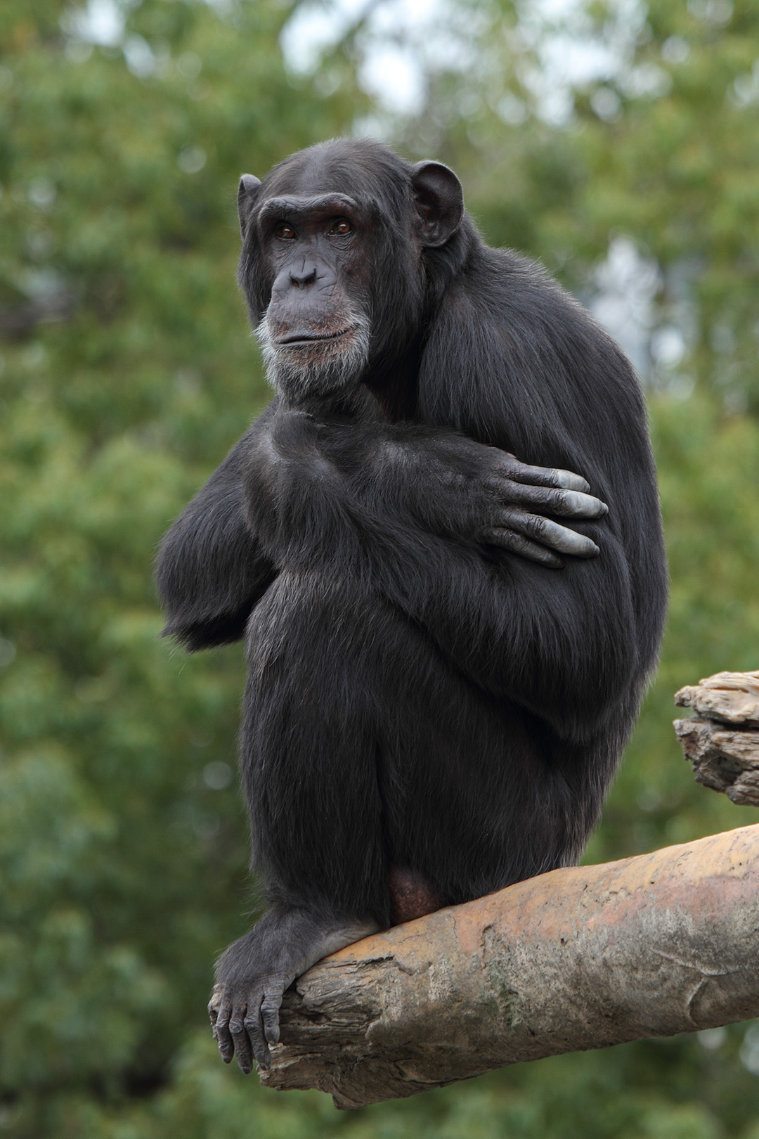 天王寺動物園_a0003166_12571929.jpg