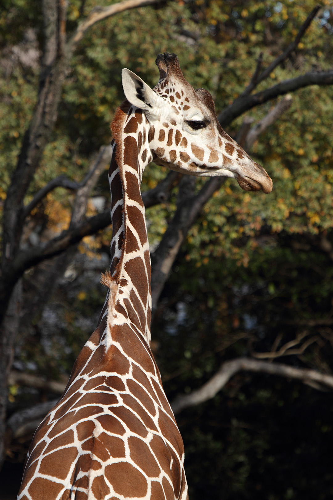 天王寺動物園_a0003166_1257227.jpg
