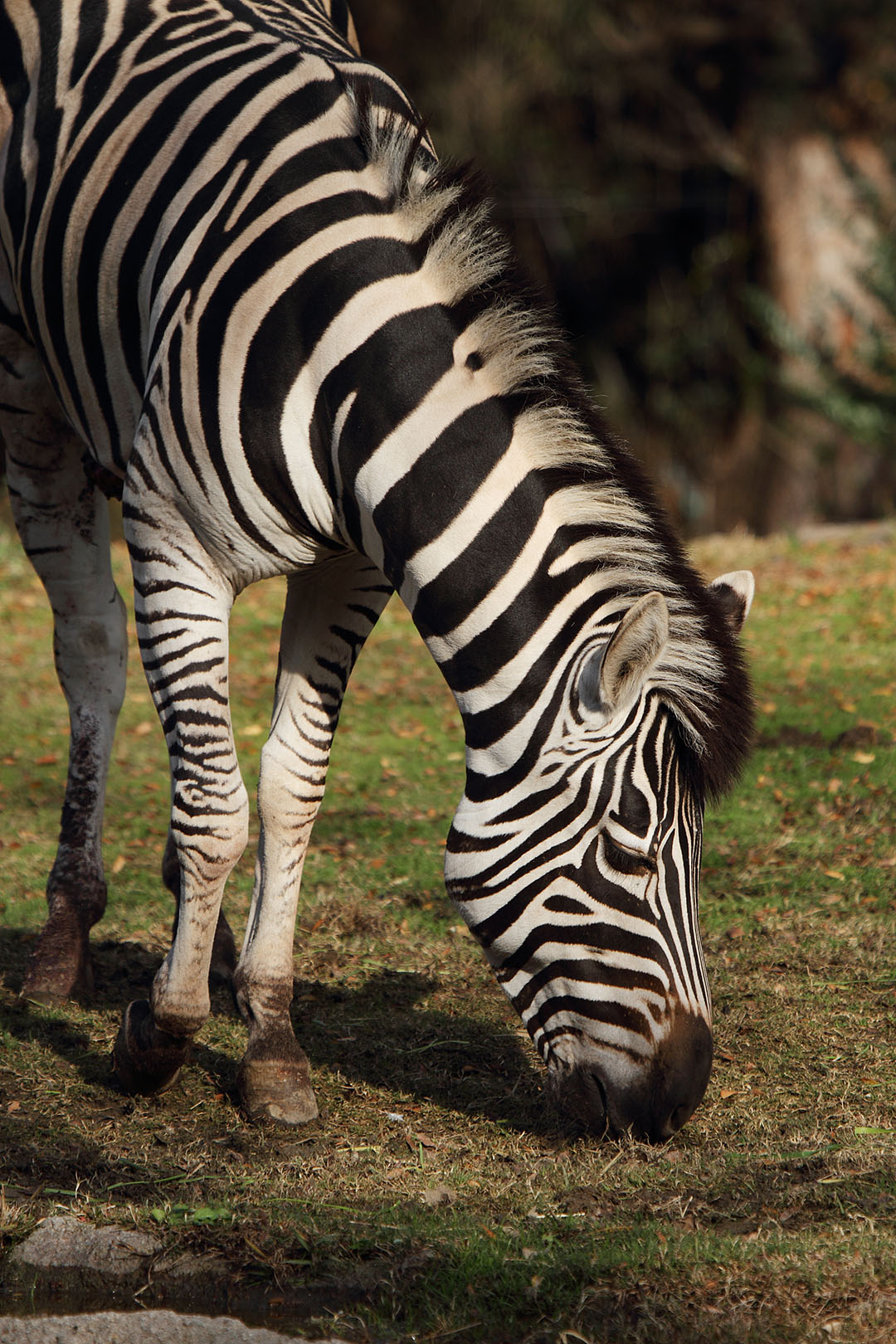 天王寺動物園_a0003166_12572746.jpg