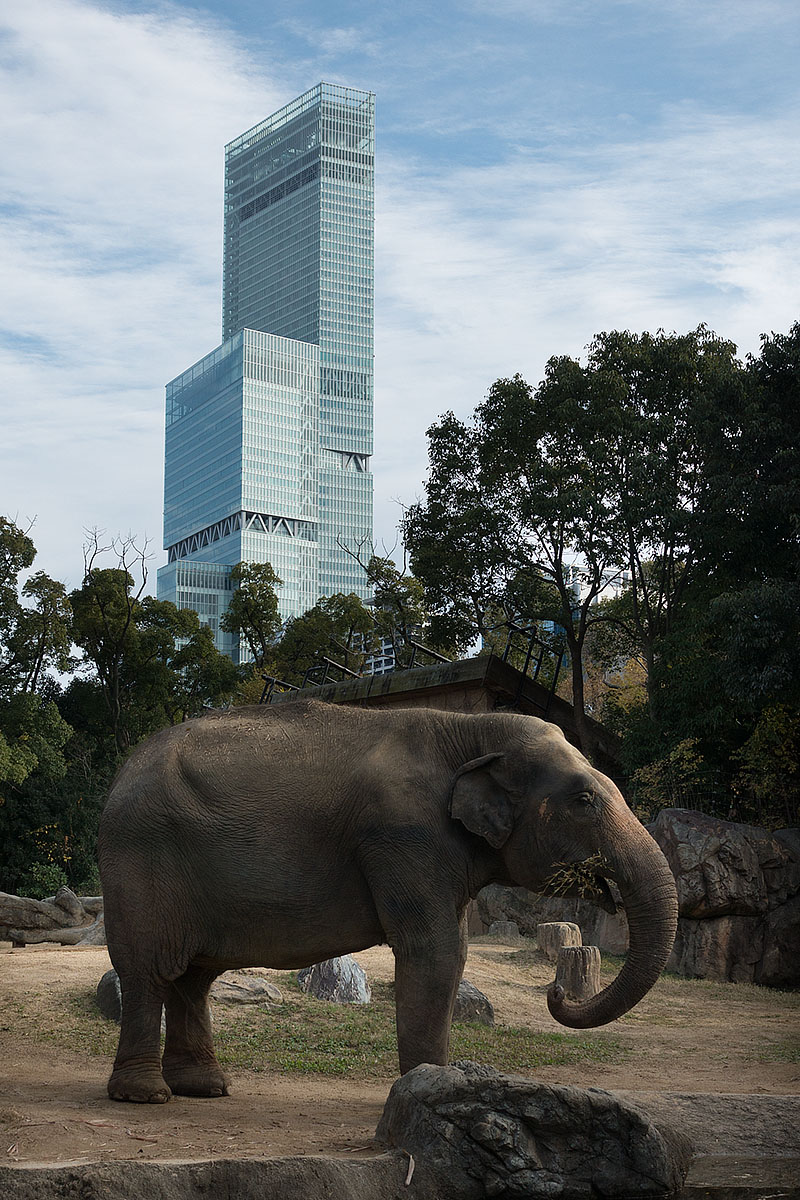 天王寺動物園_a0003166_12574449.jpg
