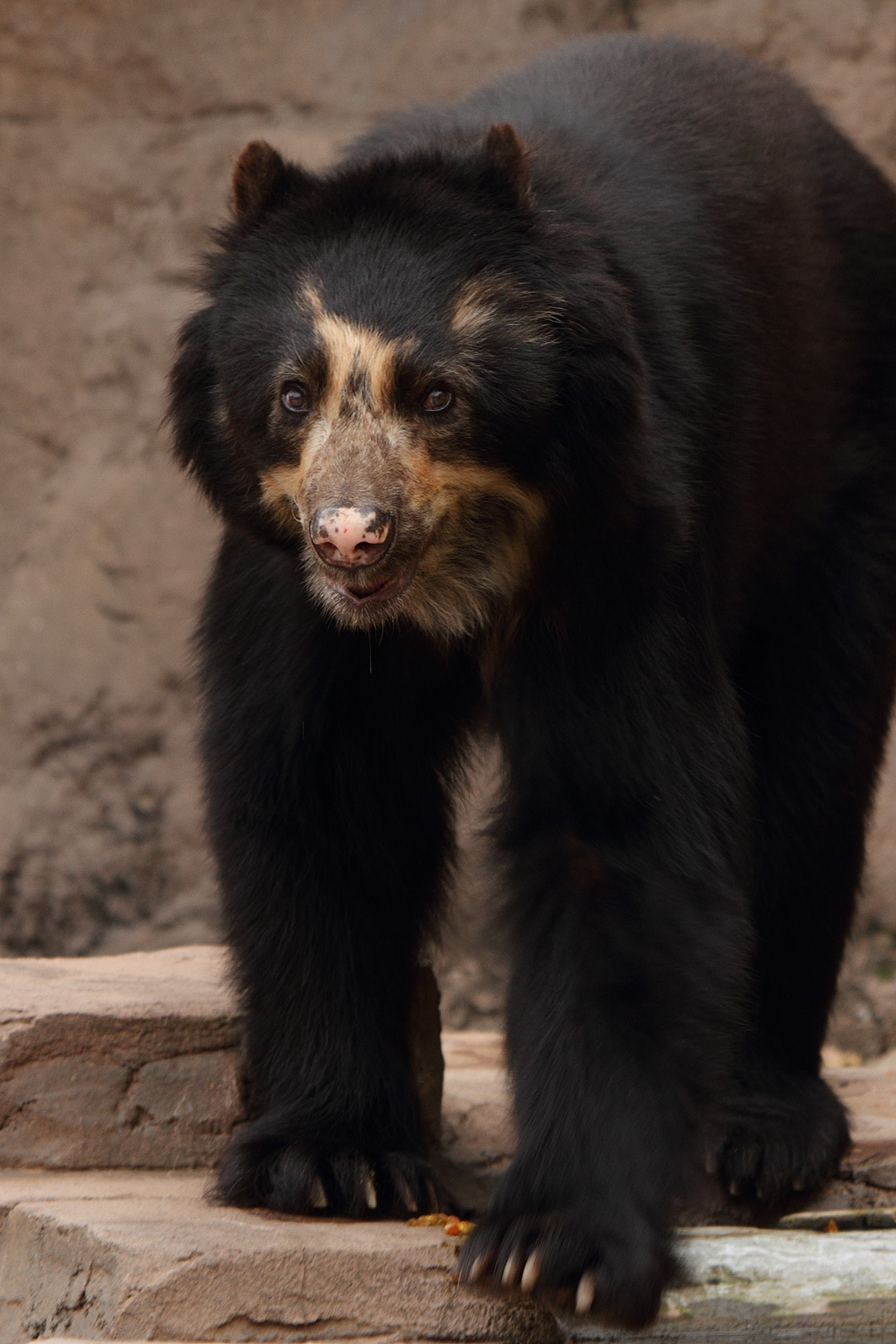 天王寺動物園_a0003166_12574897.jpg