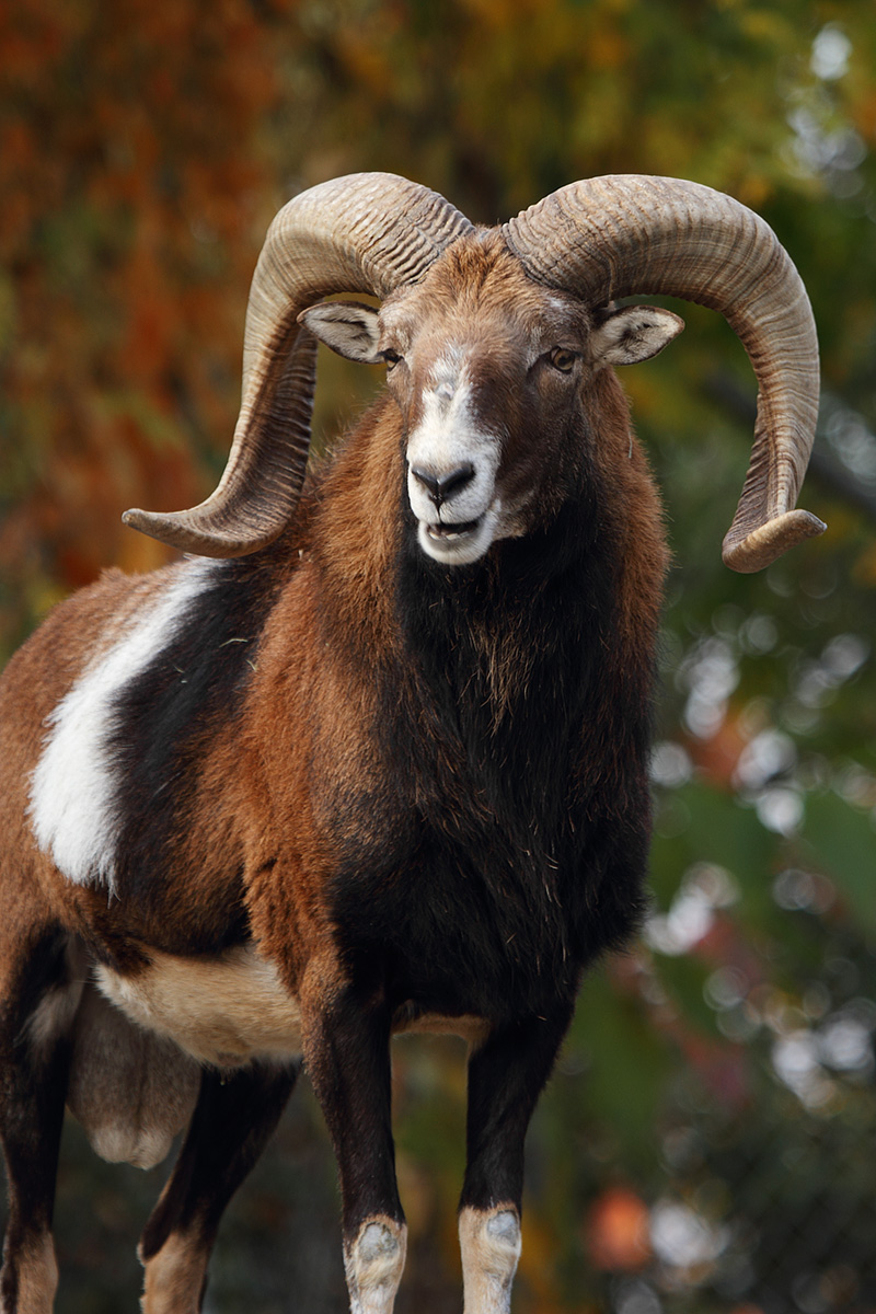 天王寺動物園_a0003166_12575185.jpg