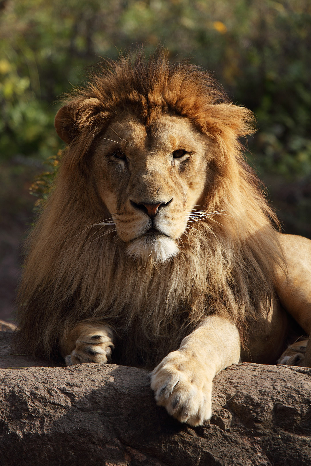天王寺動物園_a0003166_12575756.jpg