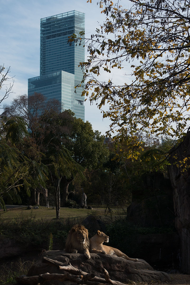 天王寺動物園_a0003166_1258026.jpg