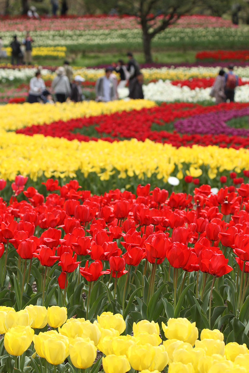 チューリップ（万博公園）_a0003166_125986.jpg