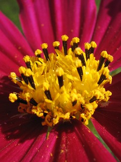コスモス_a0003166_126736.jpg