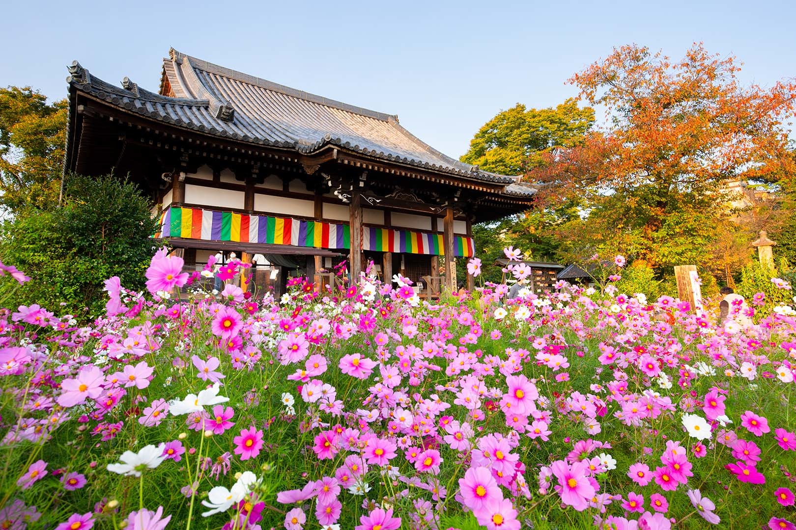コスモス（般若寺）_a0003166_13000745.jpg