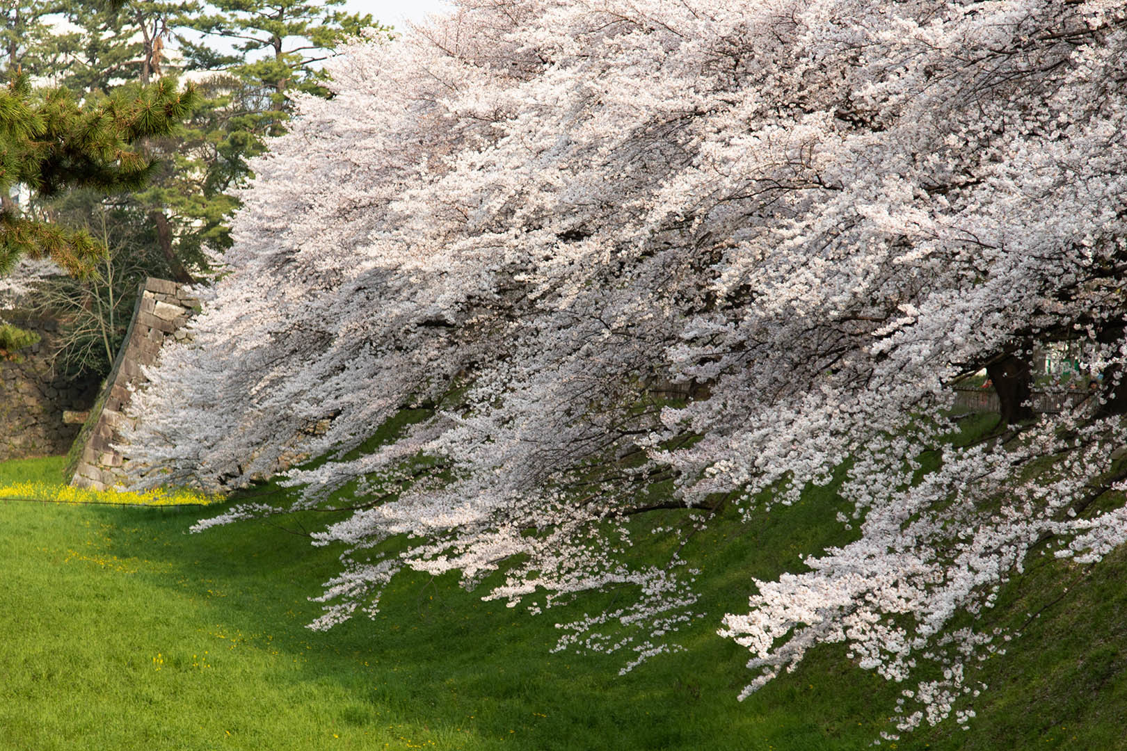 桜 名古屋城_a0003166_13060018.jpg