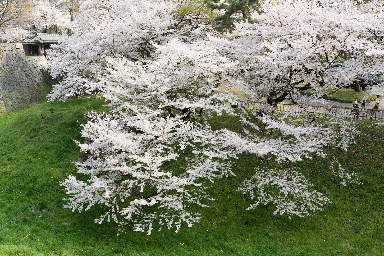 桜 名古屋城_a0003166_13060042.jpg