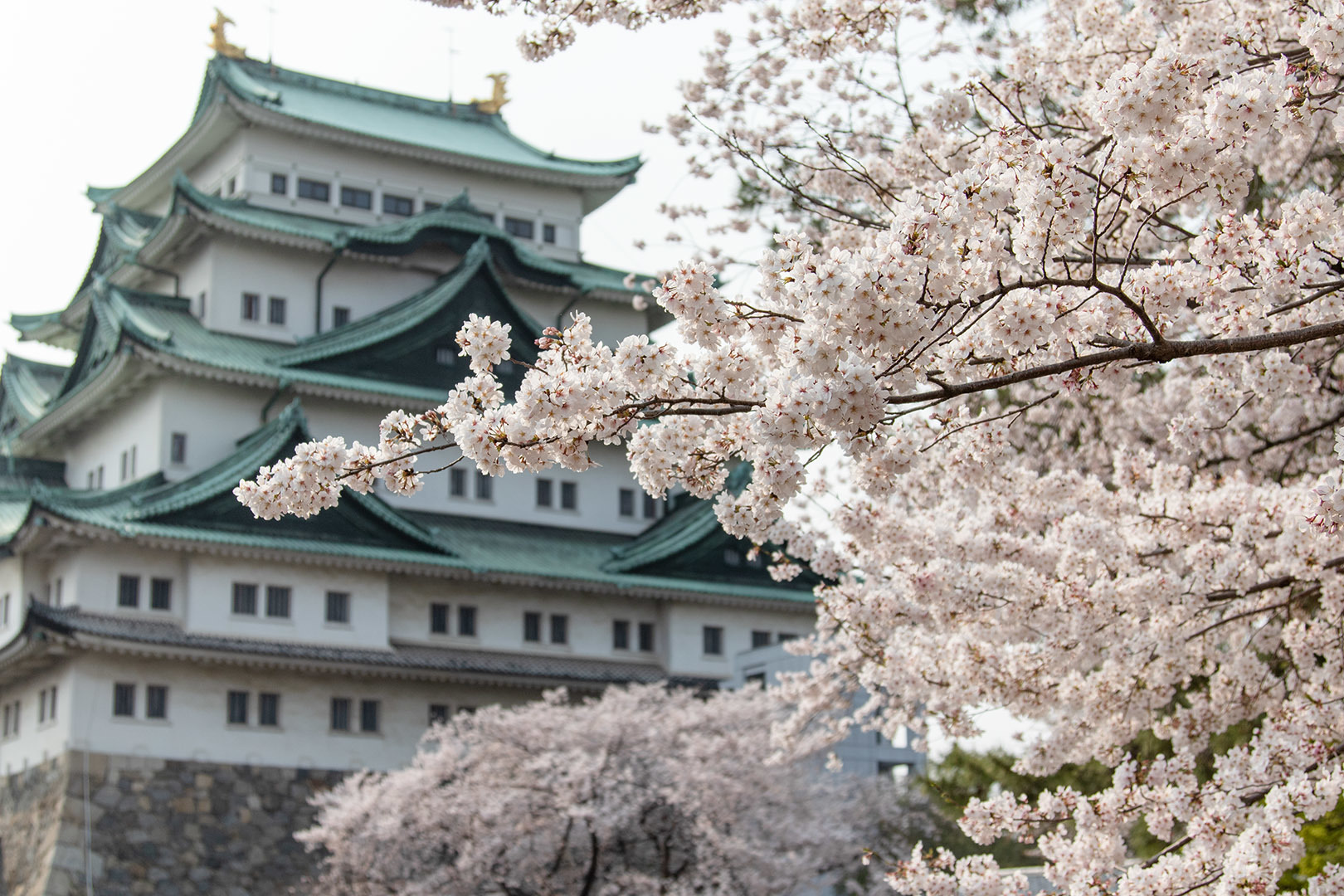 桜 名古屋城_a0003166_13060092.jpg