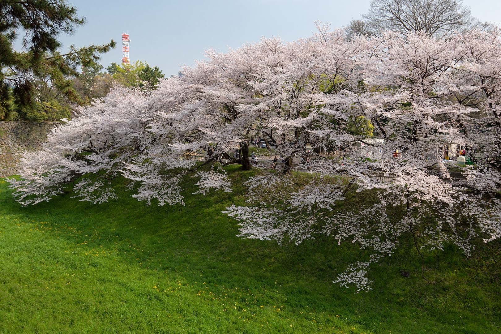 桜 名古屋城_a0003166_13060108.jpg