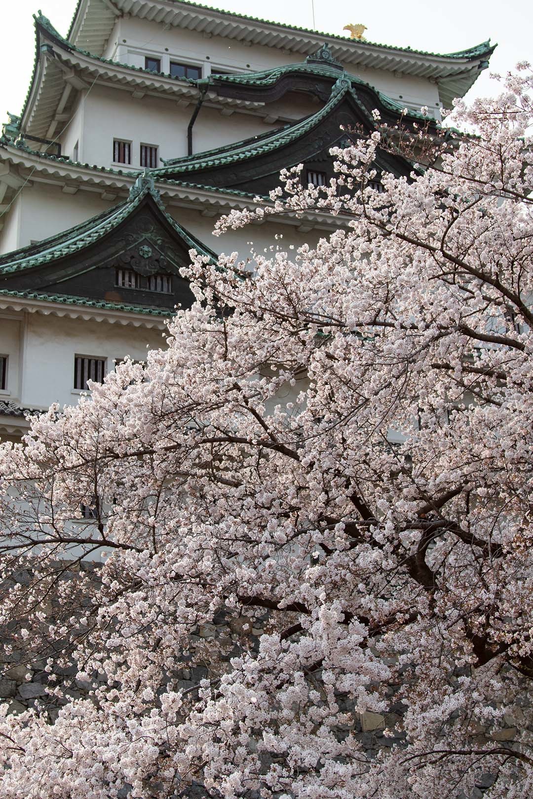桜 名古屋城_a0003166_13060124.jpg