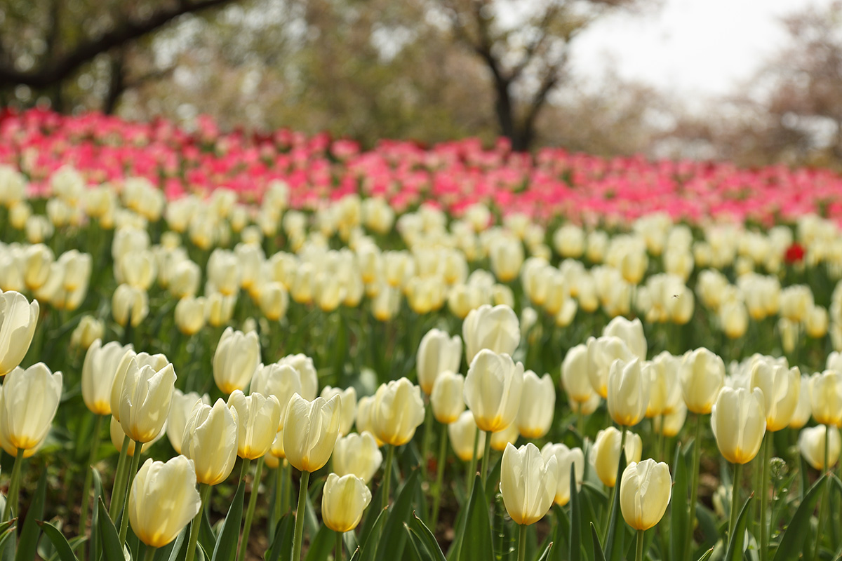 チューリップ（万博公園）_a0003166_131077.jpg