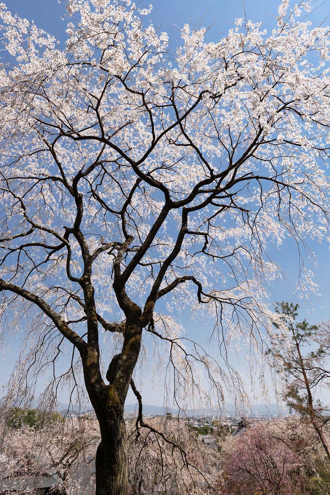 桜 天龍寺_a0003166_13321144.jpg