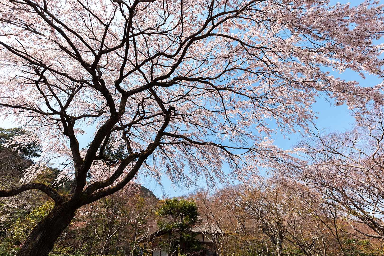 桜 常寂光寺_a0003166_13332897.jpg