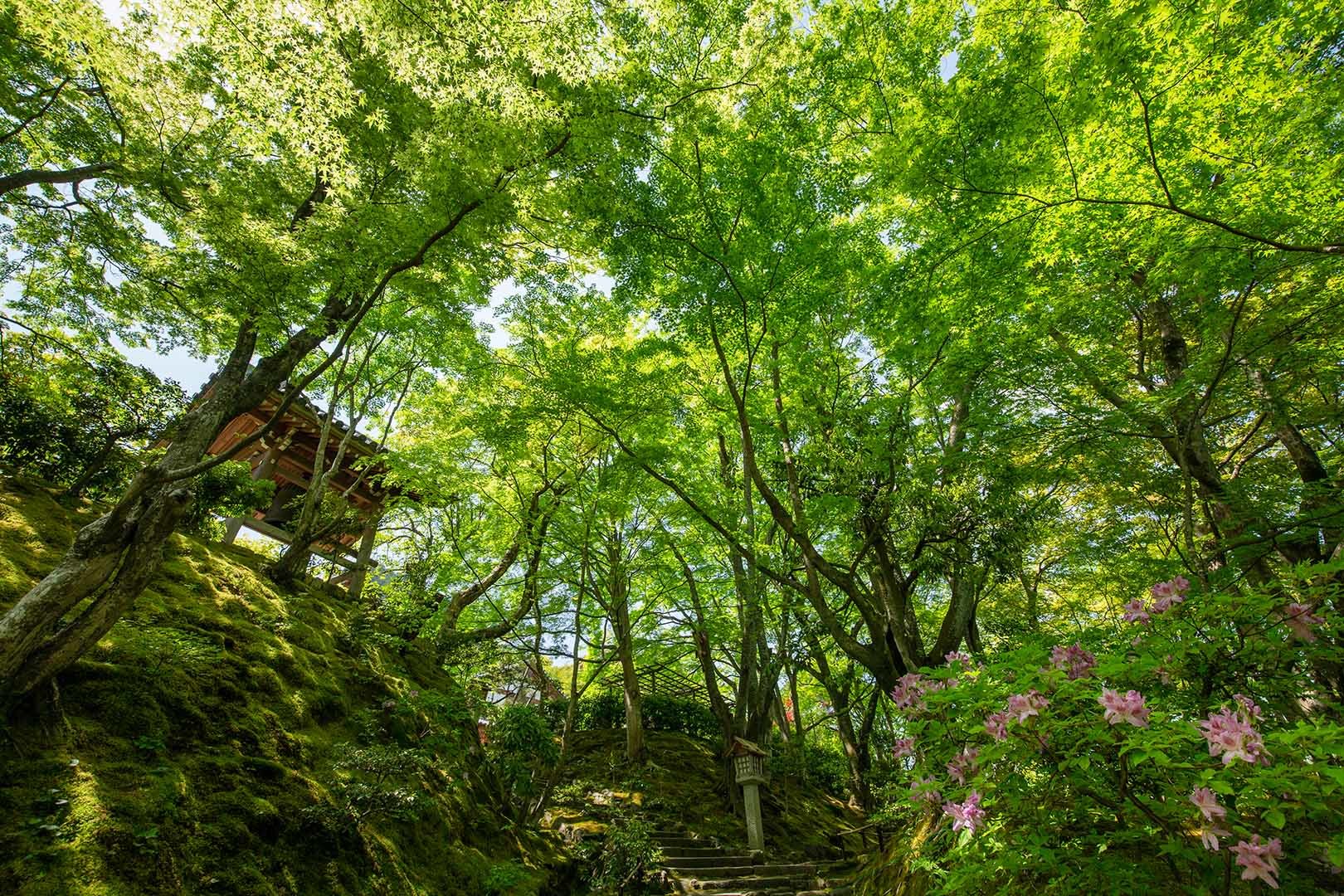 常寂光寺_a0003166_13495367.jpg