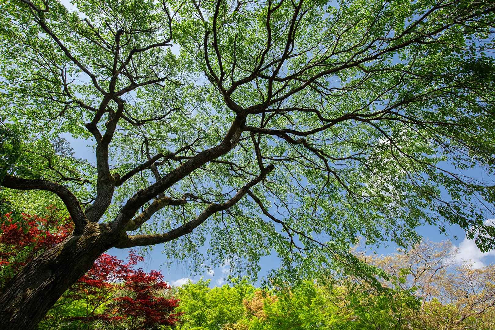 常寂光寺_a0003166_13502165.jpg