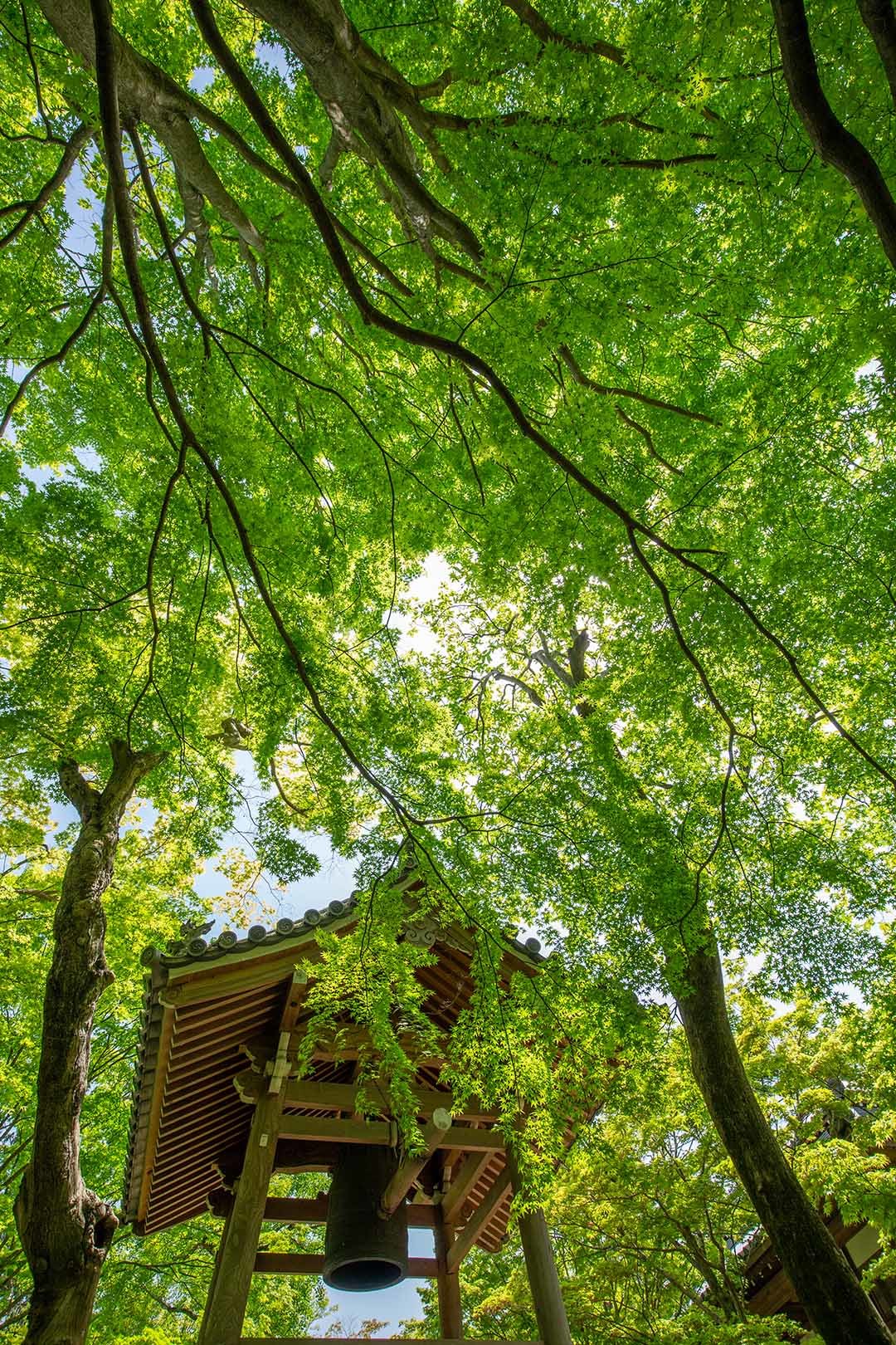 常寂光寺_a0003166_13502810.jpg