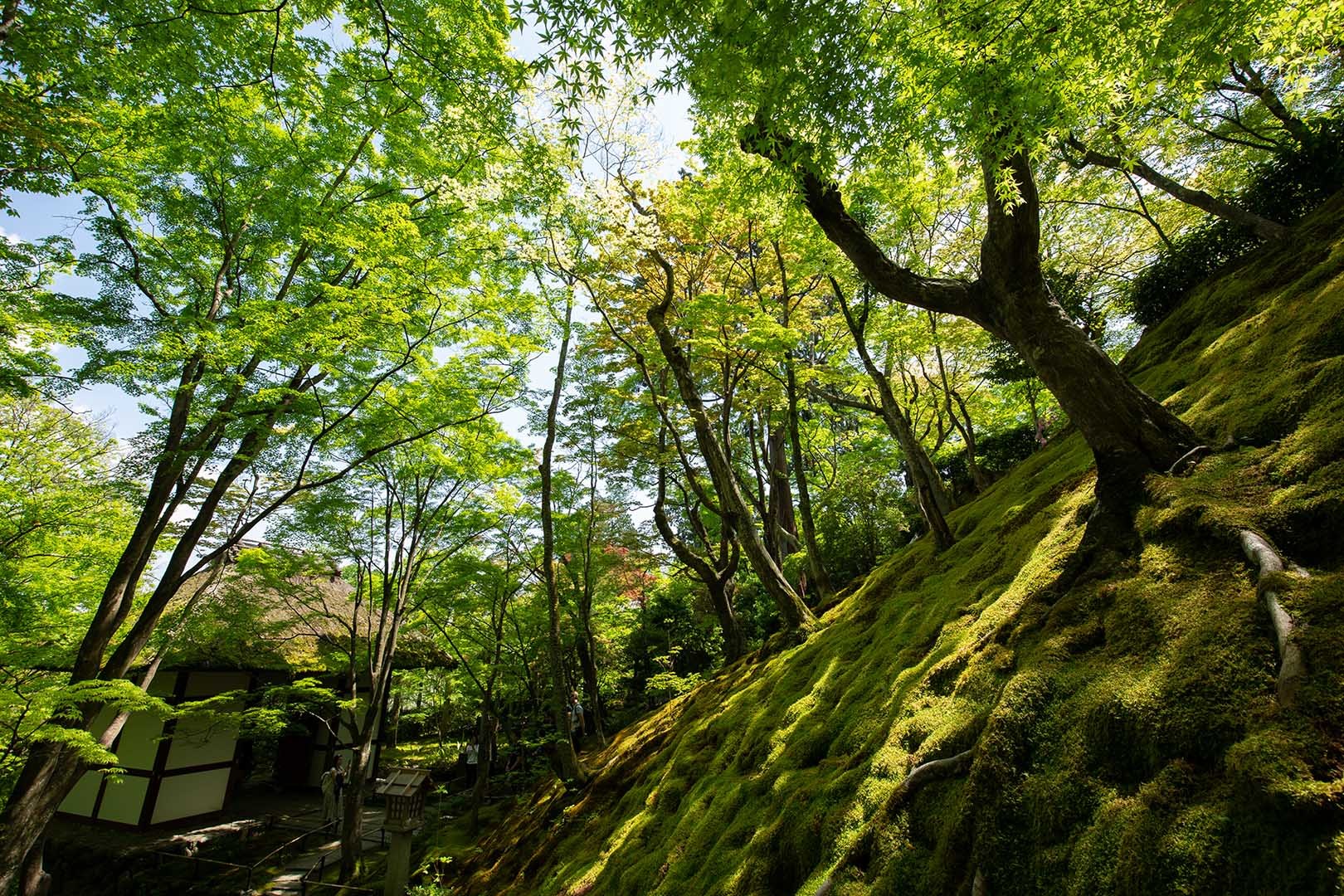 常寂光寺_a0003166_13504524.jpg