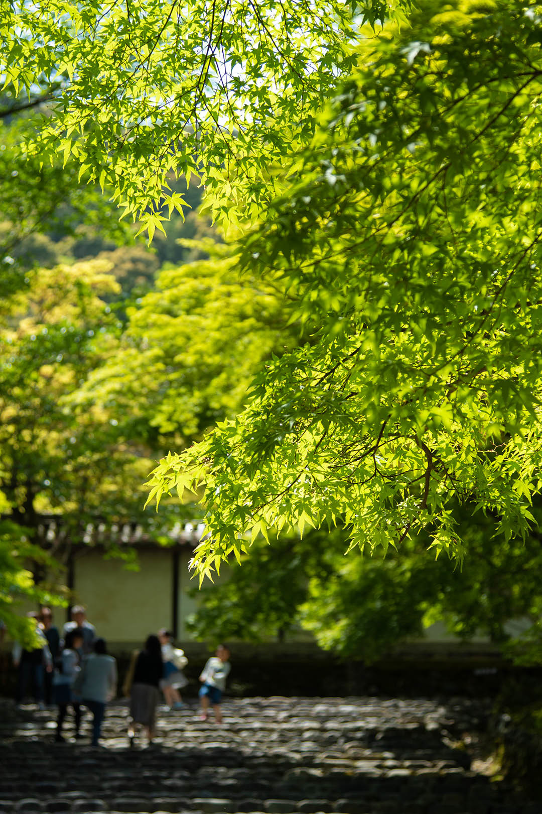 二尊院_a0003166_13524795.jpg