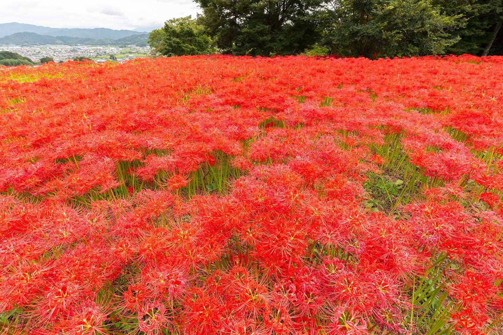 彼岸花　九品寺など　その１_a0003166_13552041.jpg
