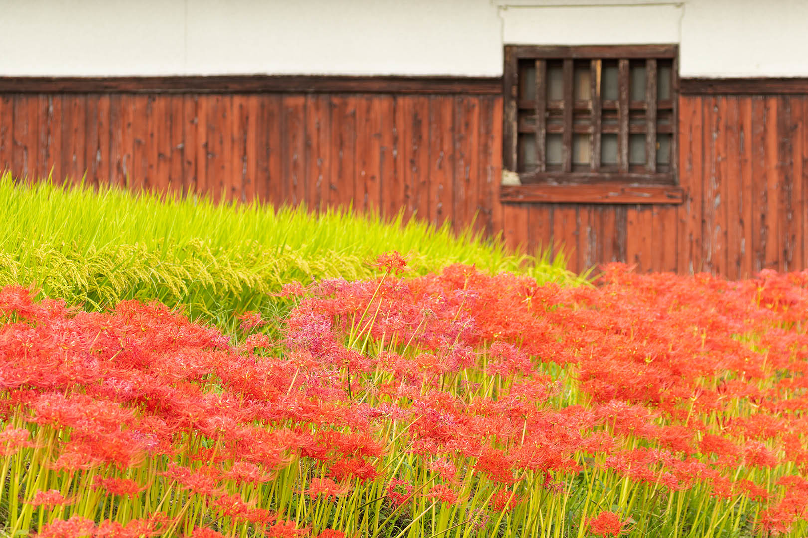 彼岸花　九品寺など　その２_a0003166_13562077.jpg