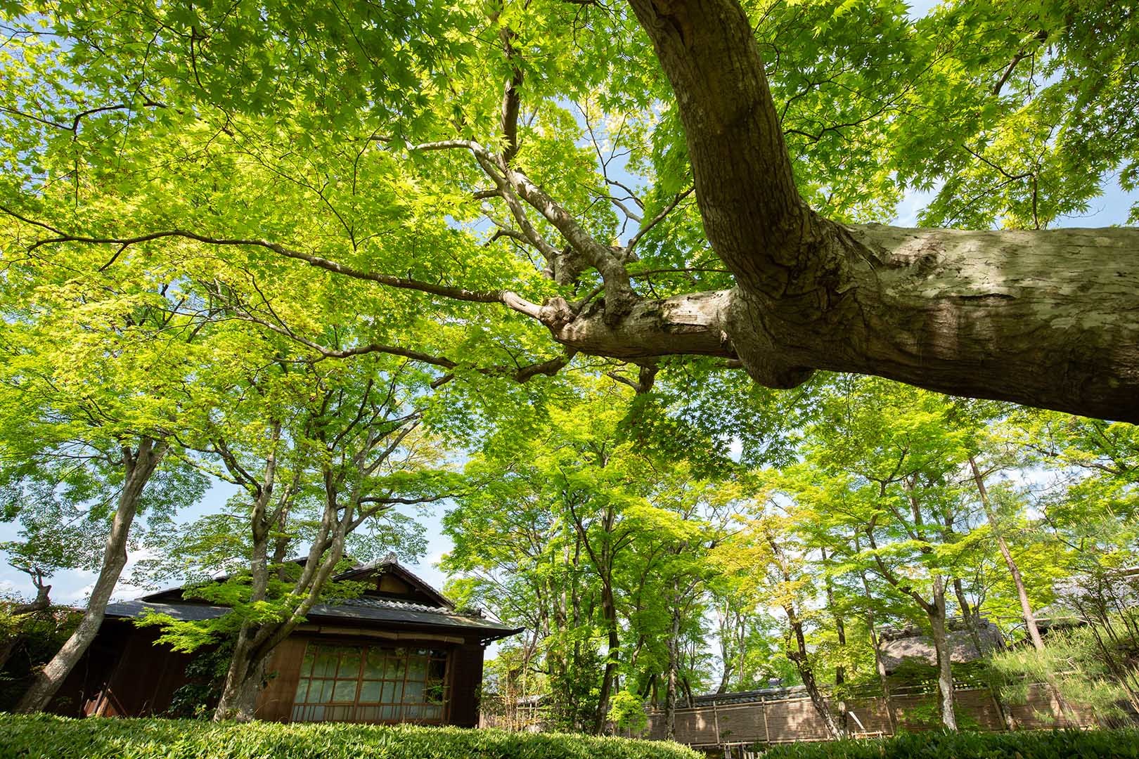 宝厳院_a0003166_13563299.jpg