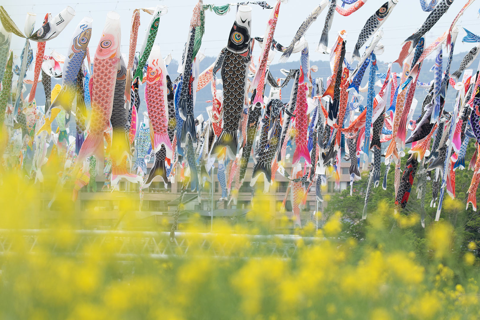 高槻市こいのぼりフェスタ_a0003166_14125185.jpg