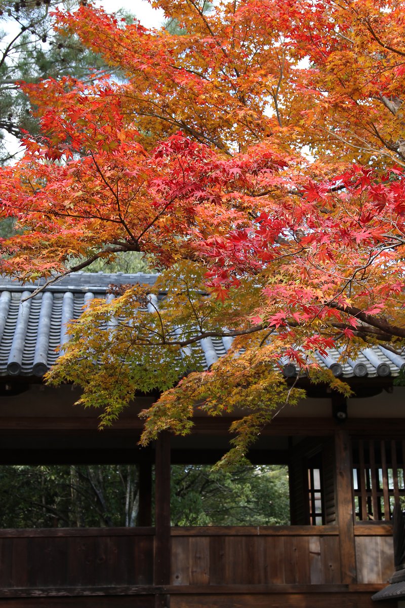 嵐山_a0003166_141456.jpg