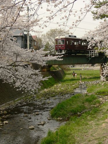 桜と電車_a0003166_14165.jpg