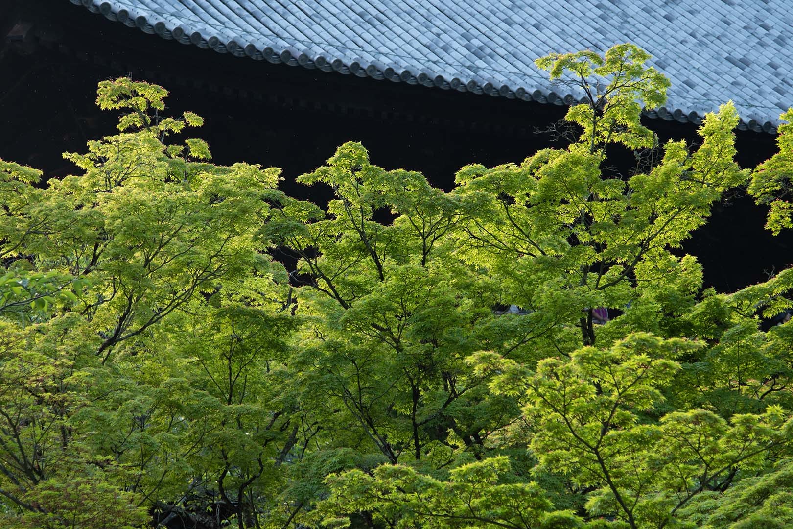 南禅寺_a0003166_14223212.jpg