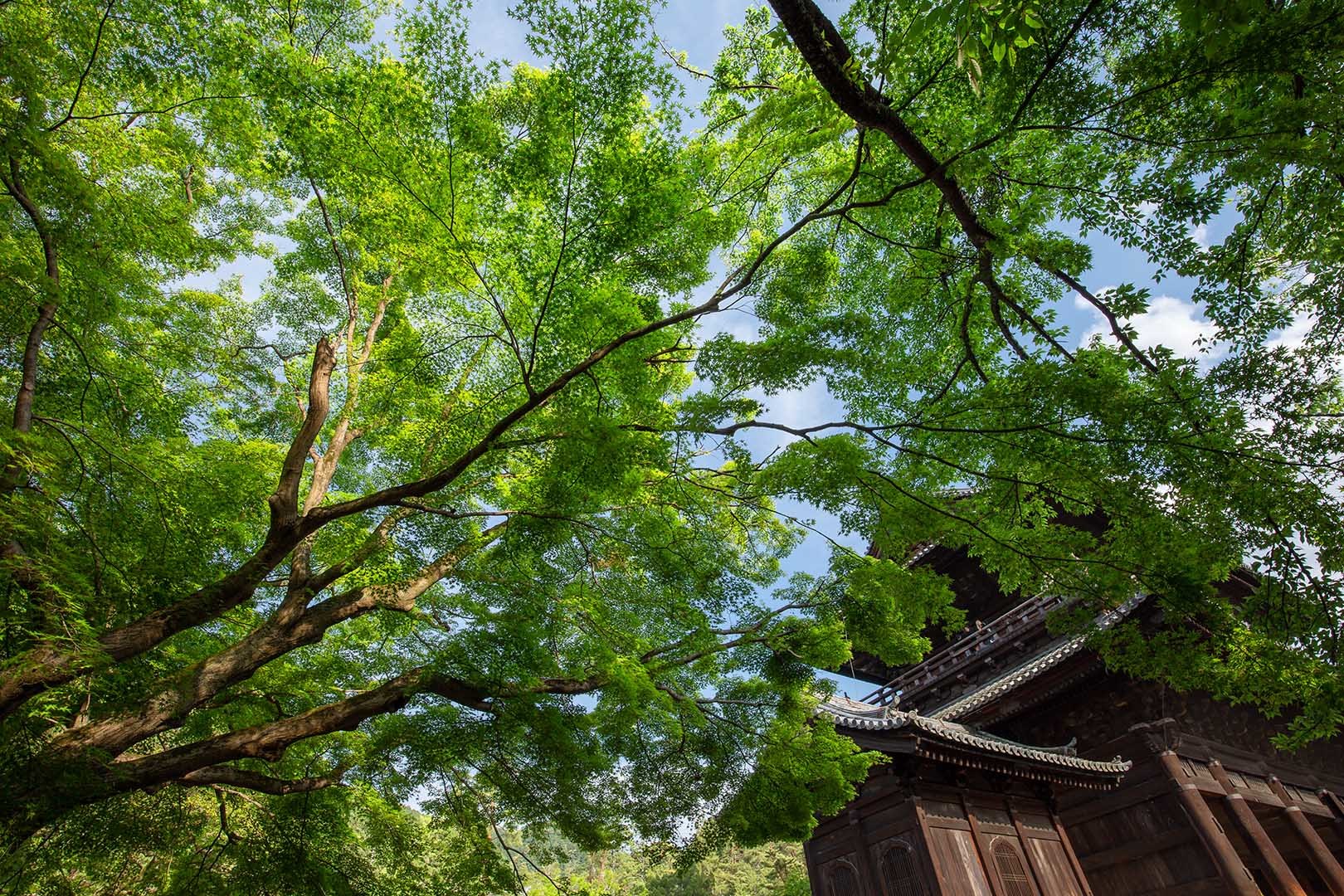 南禅寺_a0003166_14225273.jpg
