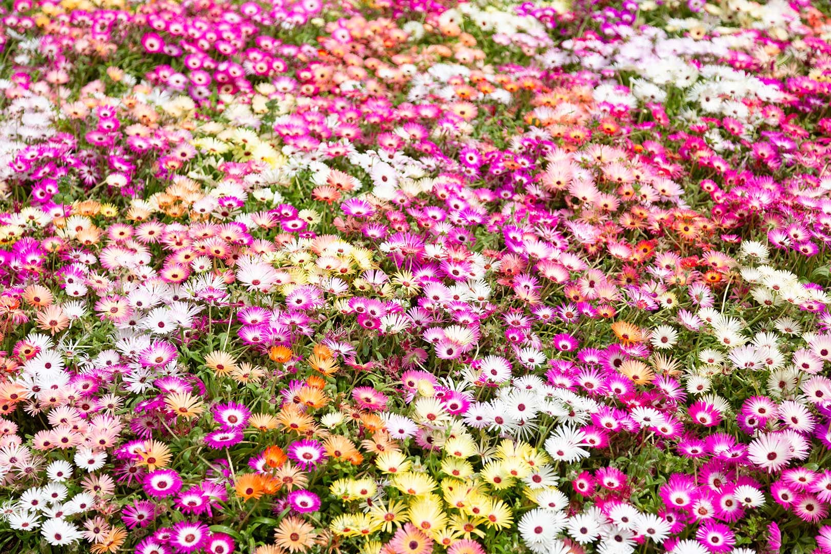 花（万博公園）_a0003166_14232082.jpg
