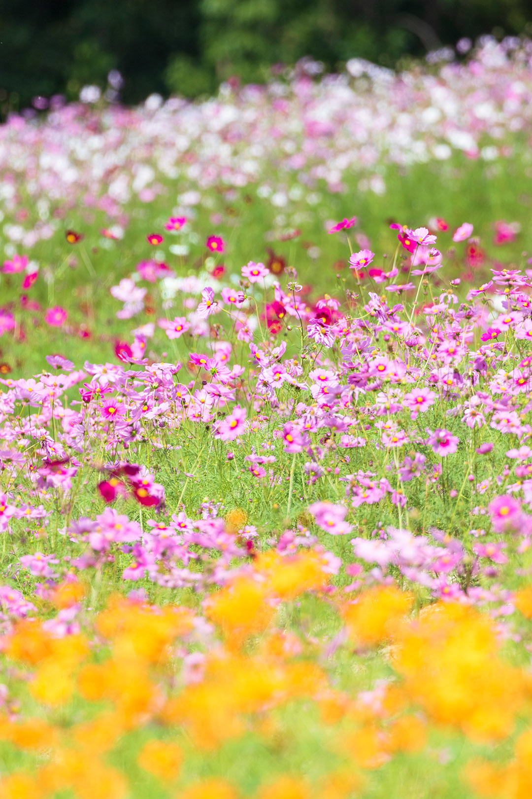 コスモス　万博公園　その１_a0003166_14252449.jpg