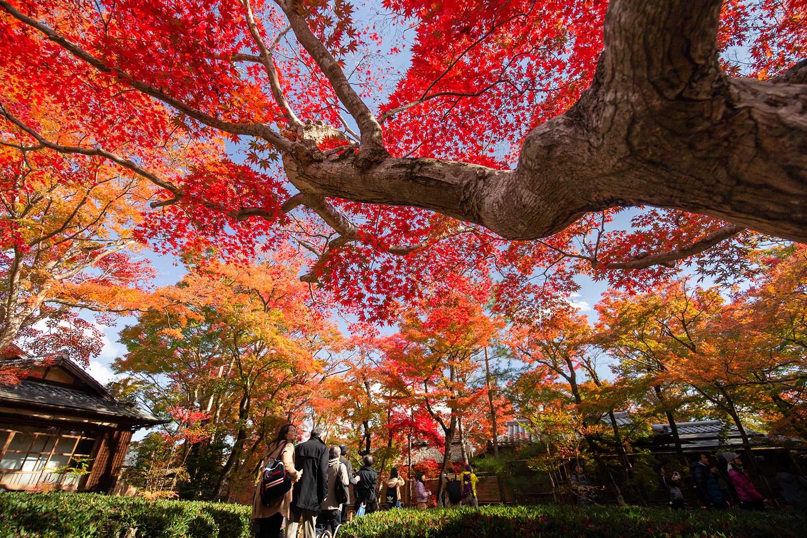 京都 紅葉 （嵐山、宝厳院、天龍寺など）_a0003166_14350739.jpg