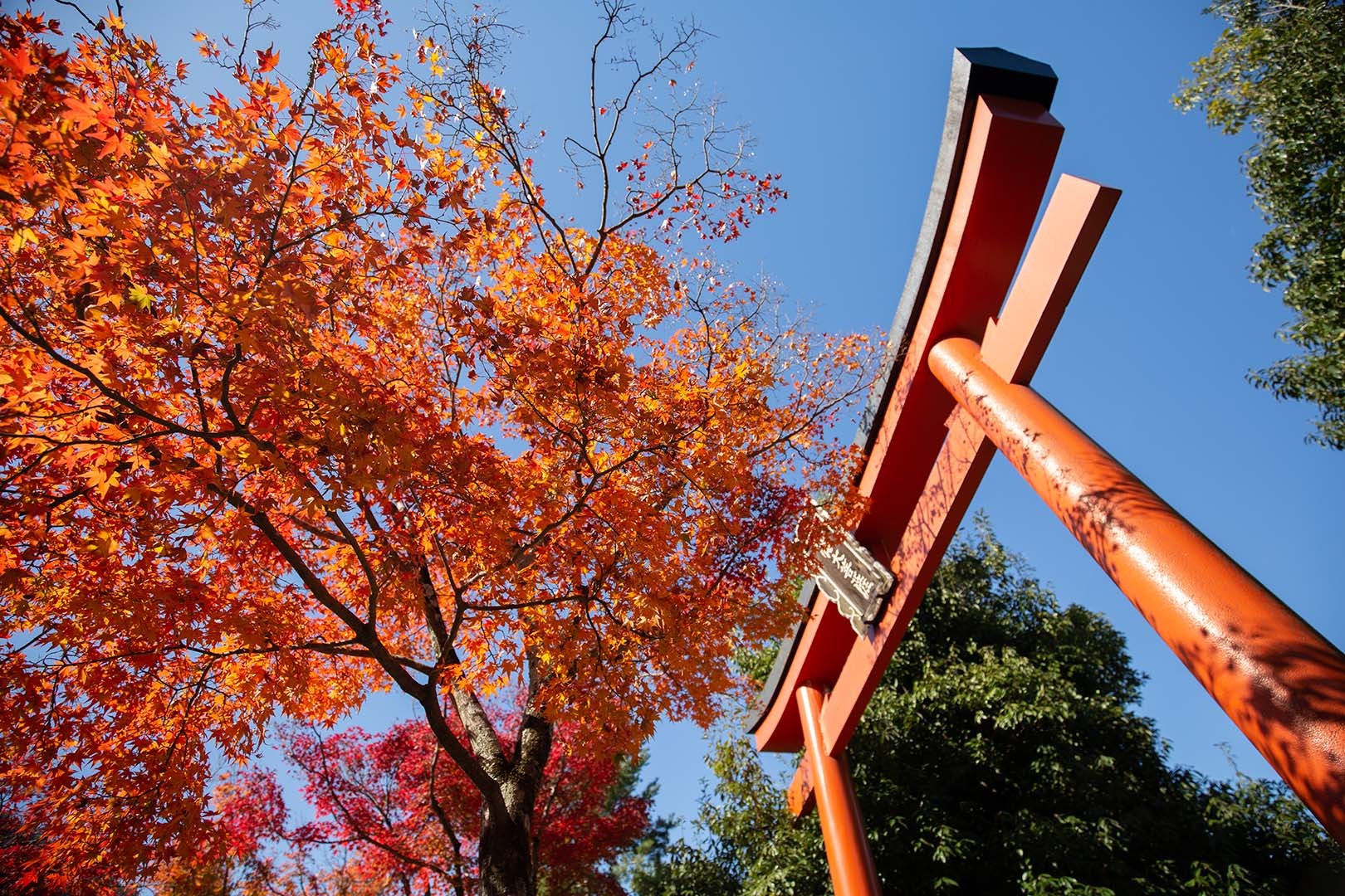 京都 紅葉 （嵐山、宝厳院、天龍寺など）_a0003166_14350836.jpg