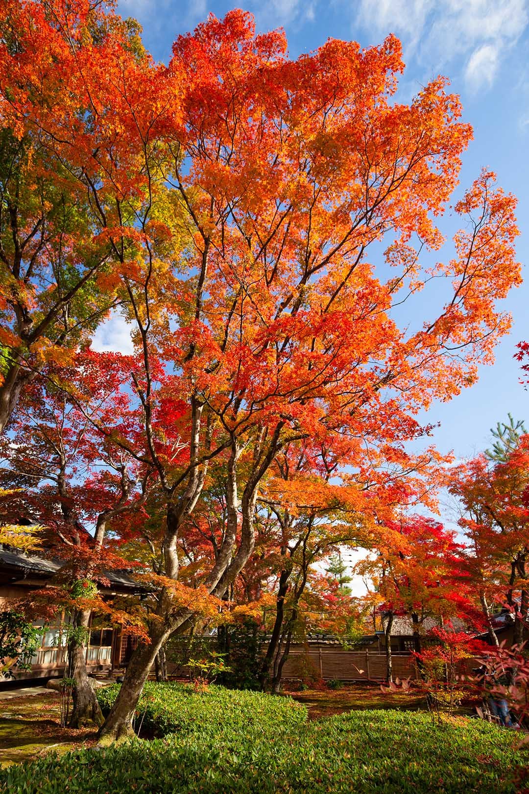 京都 紅葉 （嵐山、宝厳院、天龍寺など）_a0003166_14350844.jpg