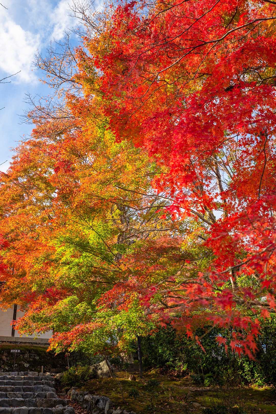 京都 紅葉 （嵐山、宝厳院、天龍寺など）_a0003166_14350874.jpg