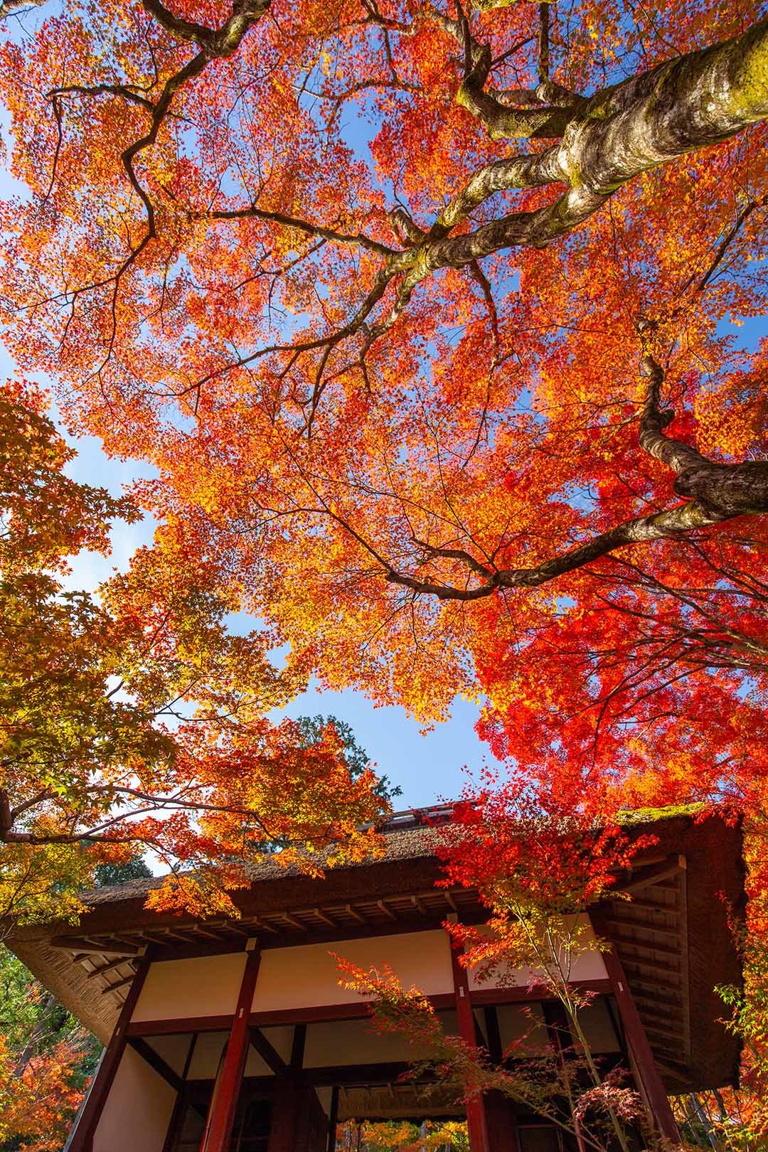 京都 紅葉 （常寂光寺）_a0003166_14372671.jpg