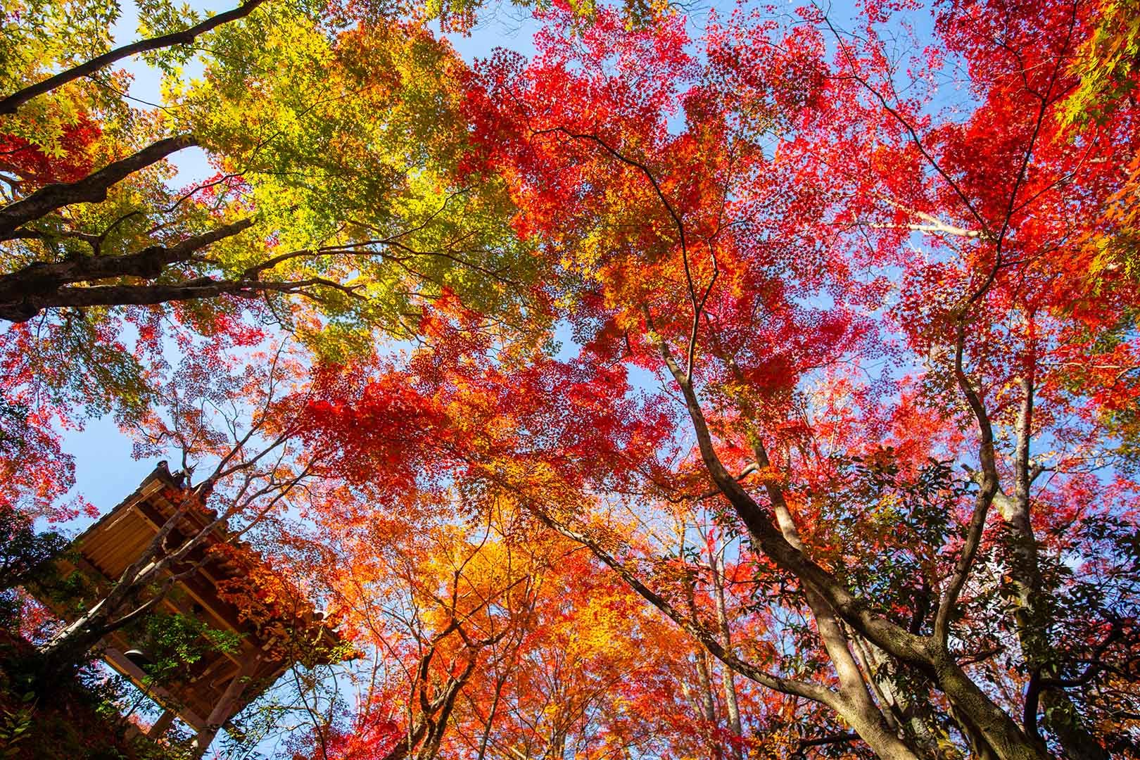 京都 紅葉 （常寂光寺）_a0003166_14372682.jpg