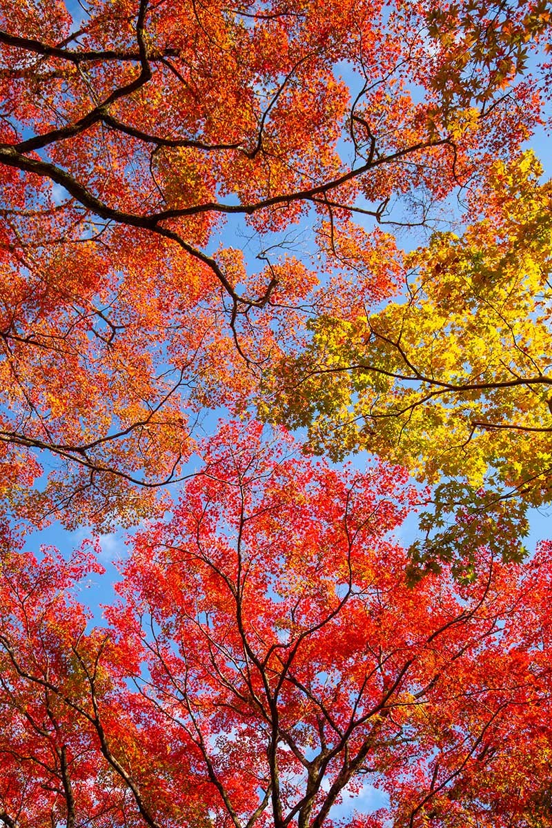 京都 紅葉 （常寂光寺）_a0003166_14372772.jpg