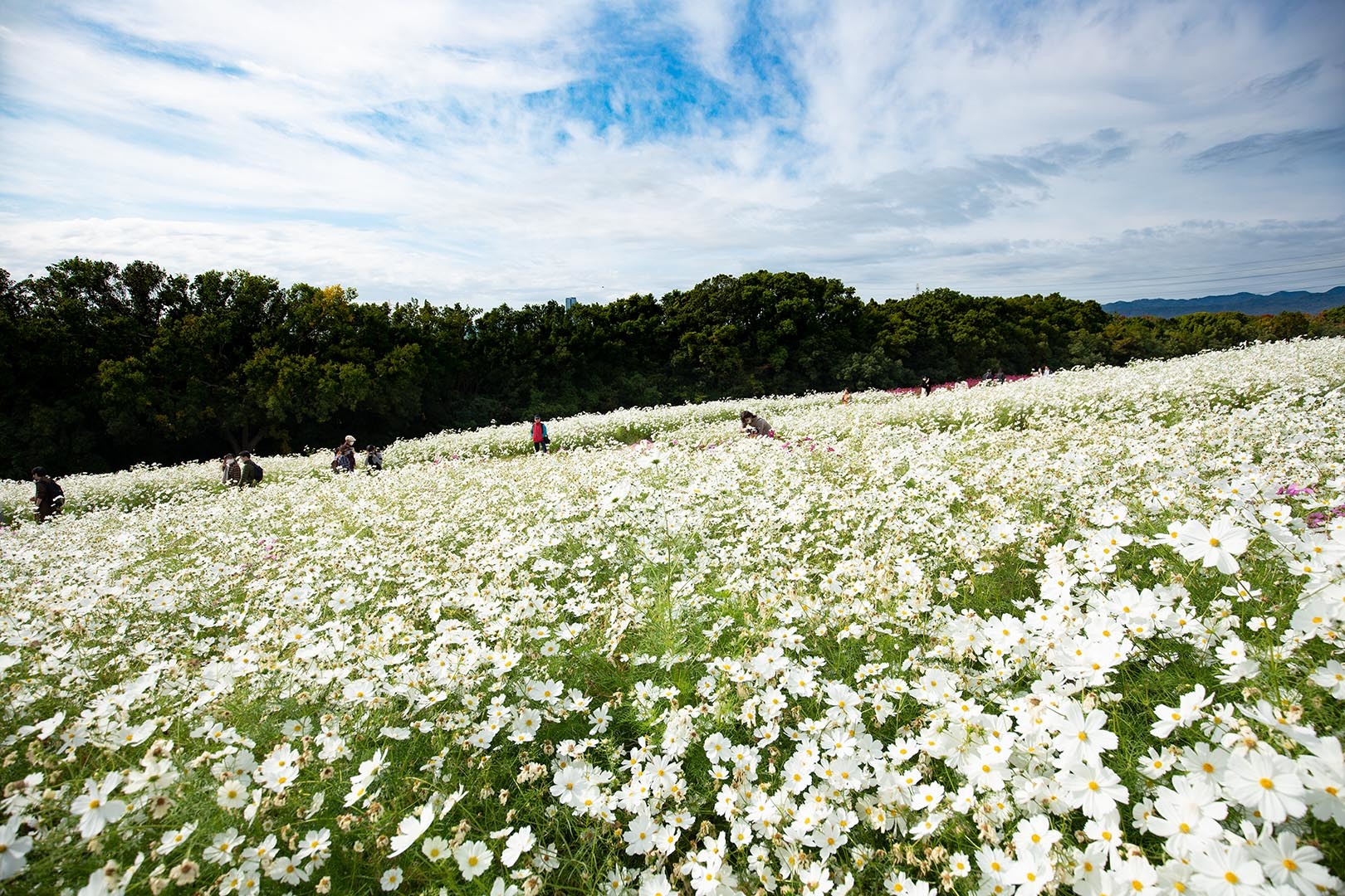 コスモス（万博公園）_a0003166_14375911.jpg