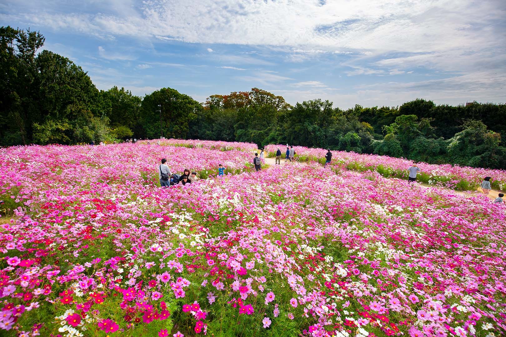 コスモス（万博公園）_a0003166_14375944.jpg