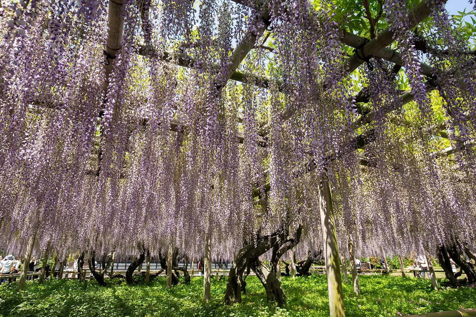 平等院_a0003166_14383426.jpg
