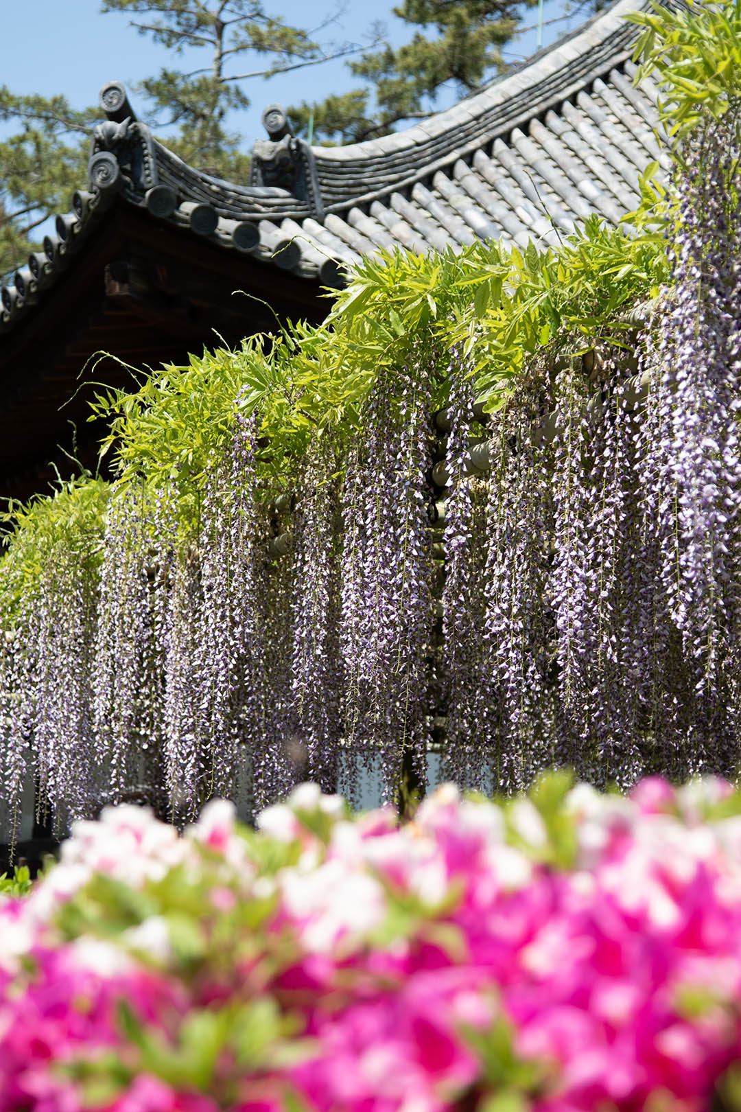 平等院_a0003166_14383453.jpg
