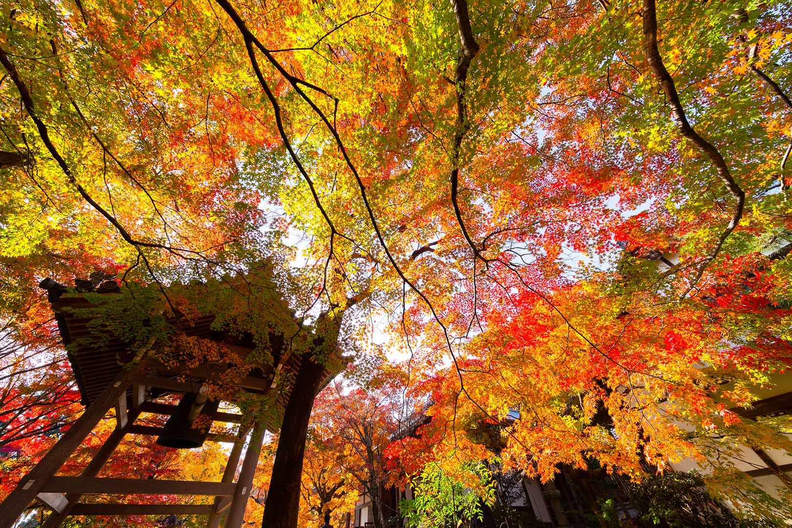 常寂光寺　紅葉_a0003166_14410531.jpg